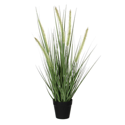 Dogtail Hierba Púrpura Pvc — image 1